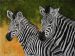 Zebras