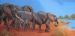 The Herd on the Way to Drink
