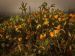 Dahlia Bush - Table Mountain - Cape Town