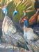 Domesticated Guineafowl