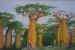 Baobab Trees