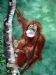 Orang Utan - Mother and Child