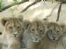 Lion Cubs