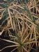 Reed Leaves