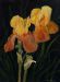 Yellow Iris