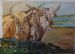 Nguni Couple