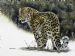 Amur Leopard
