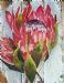 Proteas