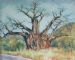 Kariba Baobab