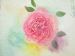 Heritage Rose Prints