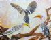 Hornbills