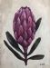 Single Protea