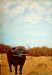 African Buffalo