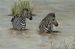 Zebras in Water