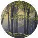 Sunlit Forest Clearing