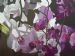 650 Orchids
