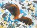 African Fish Eagle