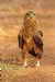 Proud Bateleur Eagle