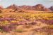 Namaqualand Spring