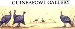 Guineafowl Gallery