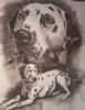 "Pongo"
