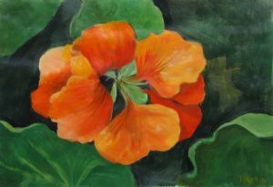 "Nasturtium"
