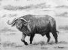 "Monochrome Buffalo"