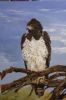 "Martial Eagle"