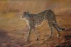 "Cheetah"