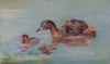 "Dabchick Family"