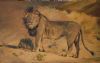 "Kalahari Lion"