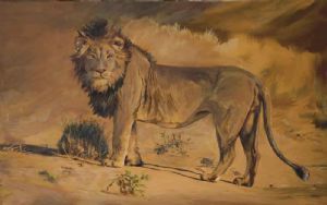 "Kalahari Lion"