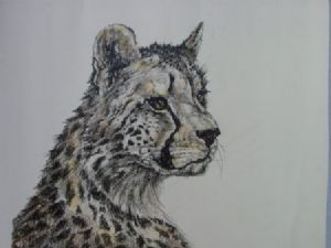 "Tinted Portrait of a Young Cheetah"