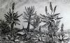 "Aloes Charcoal"