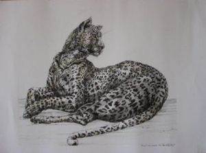 "Young Tinted Leopard"