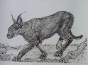 "Hunting Tinted Rooikat (Caracal)"