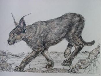 "Hunting Tinted Rooikat (Caracal)"