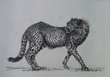 "Tinted Cheetah - Looking back"