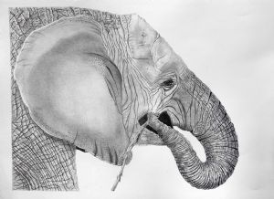 "Young Elephant"