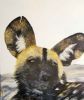 "Wild Dog"