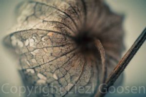 "Gooseberry Skeleton #14"