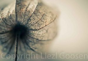 "Gooseberry Skeleton #15"