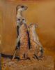 "Suricate Family"