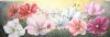 "Field of Cosmos"