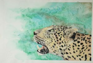 "The Stare - Leopard"