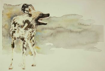 "Wild Yawn - Wild Dog"