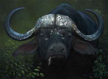 "Strength of the Buffalo"