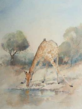 "Giraffe Drinking"