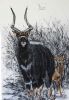 "Nyala Bull 