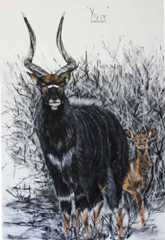 "Nyala Bull 